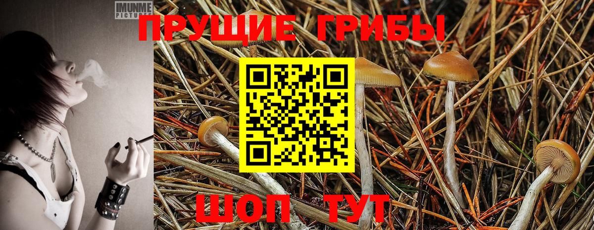 Галлюциногенные грибы Psilocybine cubensis Горно-Алтайск